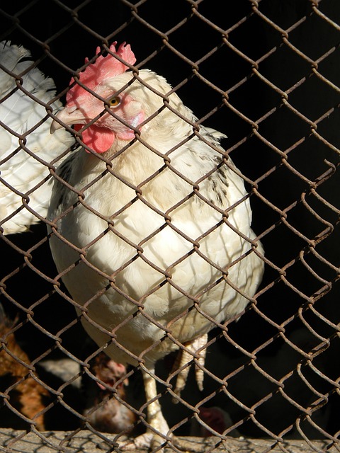 射门次数 射门次数